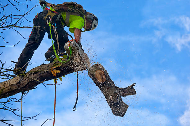 Tree Services