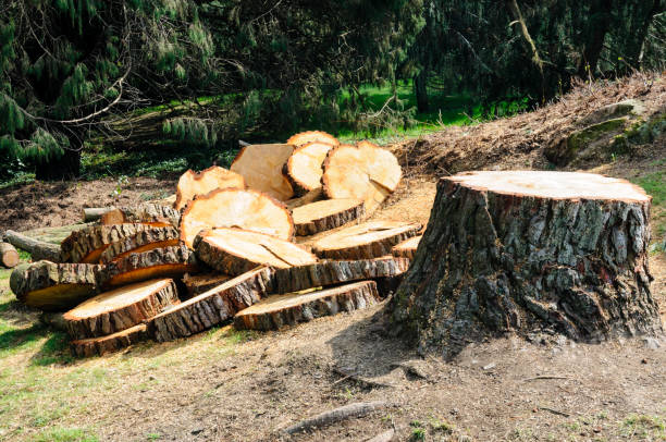 How Our Tree Care Process Works  in  Casselberry, FL